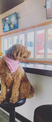 BRK Republic Tap House & Dog Park photo 2